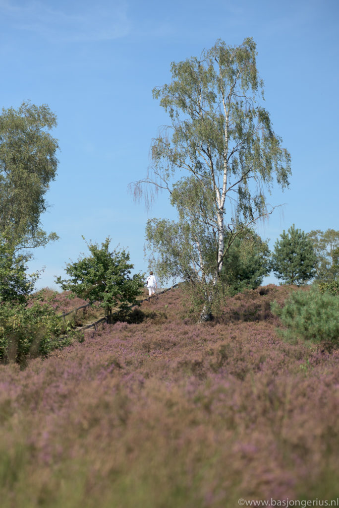 Leusderheide